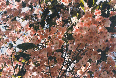 無料オンライン相談